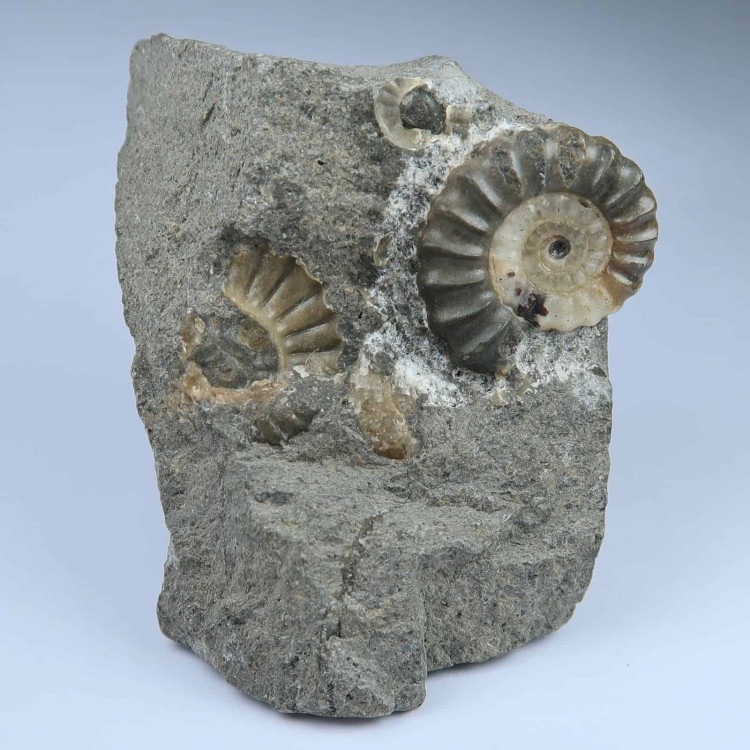 promicroceras ammonite fossils from charmouth 3