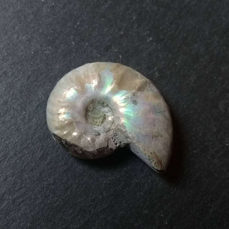Iridescent Ammonite fossils