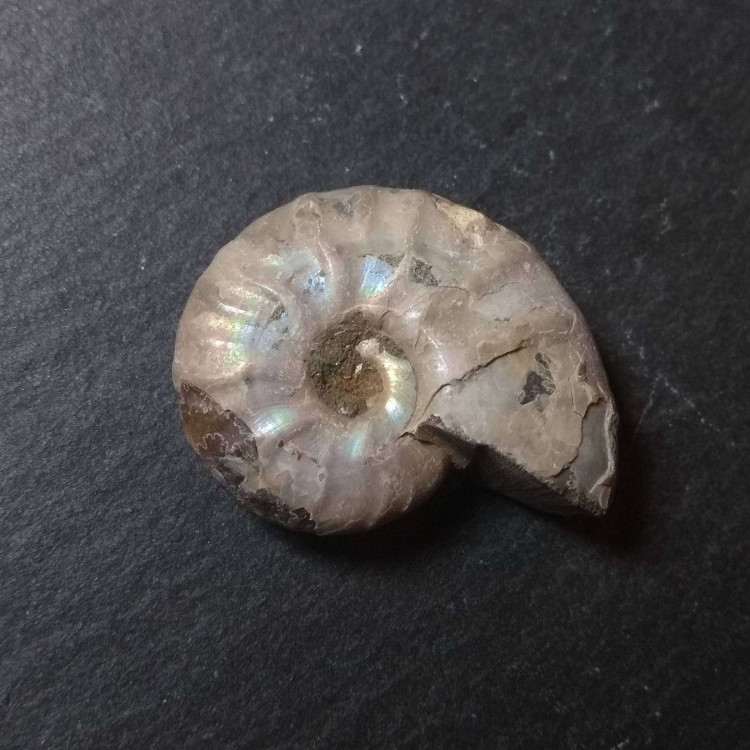 Iridescent Ammonite fossils
