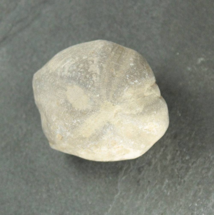 'Toxaster' Echinoid Sea Urchin Fossil