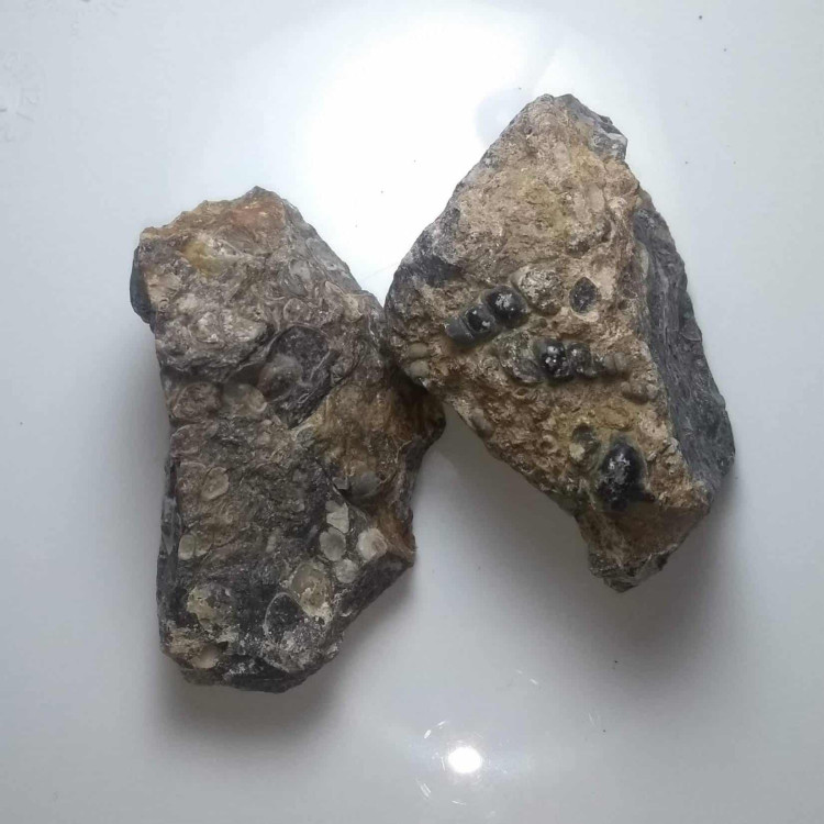 Turritella Agate mineral specimens