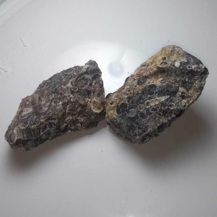 Turritella Agate mineral specimens