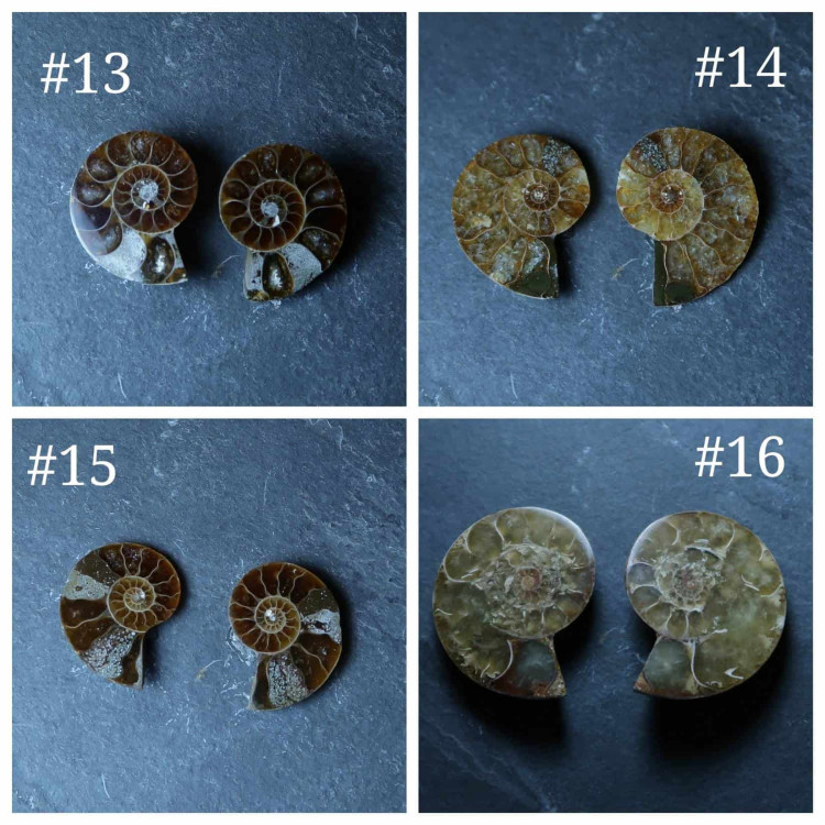 Cut and Polished Ammonite pairs