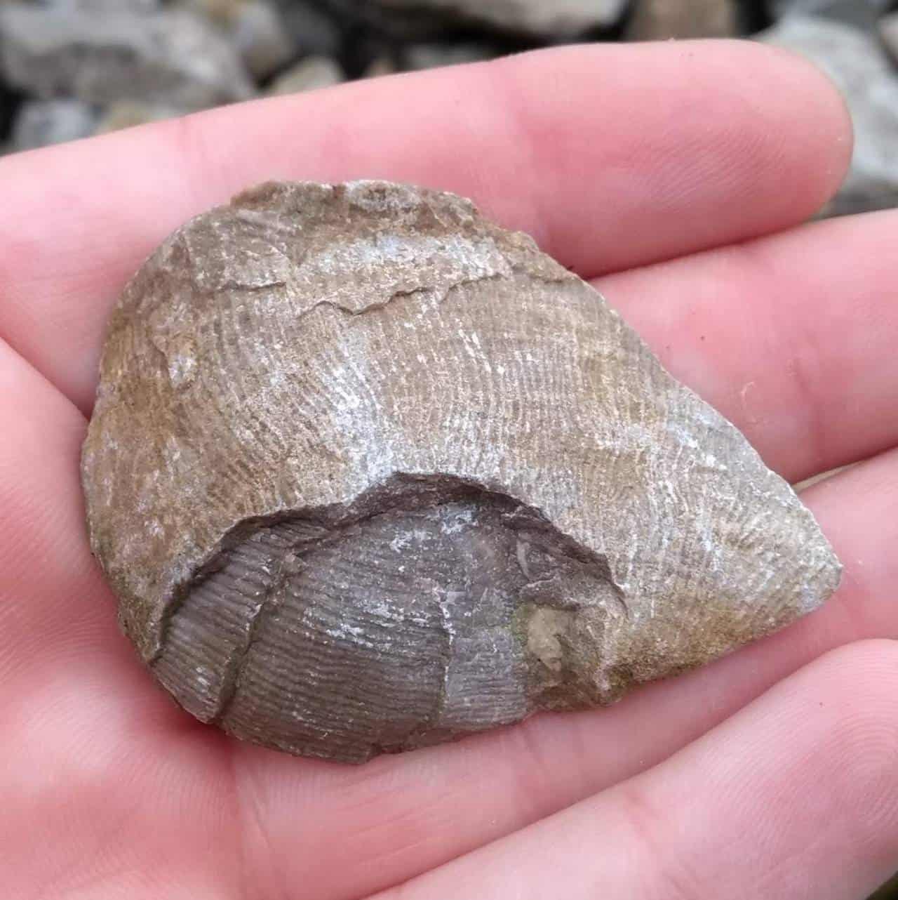 Fossil hunting: Llandudno & Great Orme - Brachiopods, Coral, Crinoids...