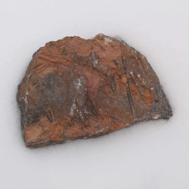 Mahoumacrinus Crinoid Mortality Plate from Morocco