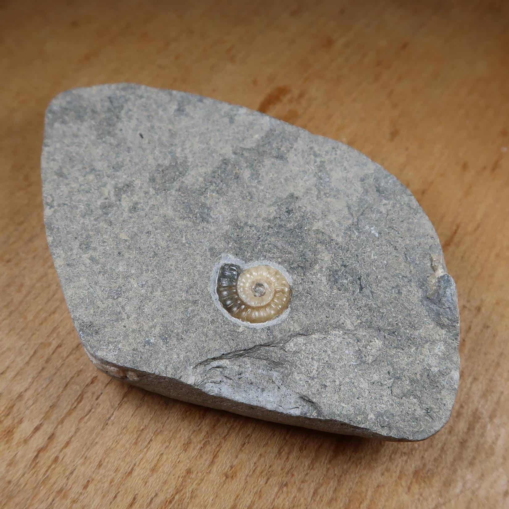 Promicroceras Ammonites - Buy Promicroceras Ammonite Specimens UK