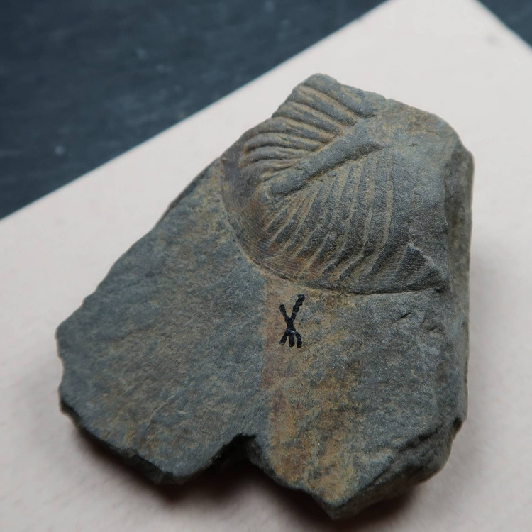 British Fossil Packets - Trilobites