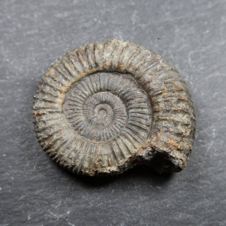 whitby ammonites,ammonite fossils,fossil ammonites