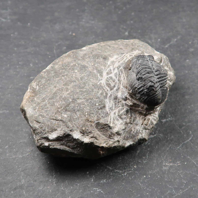 Phacops Trilobite From Morocco (1)