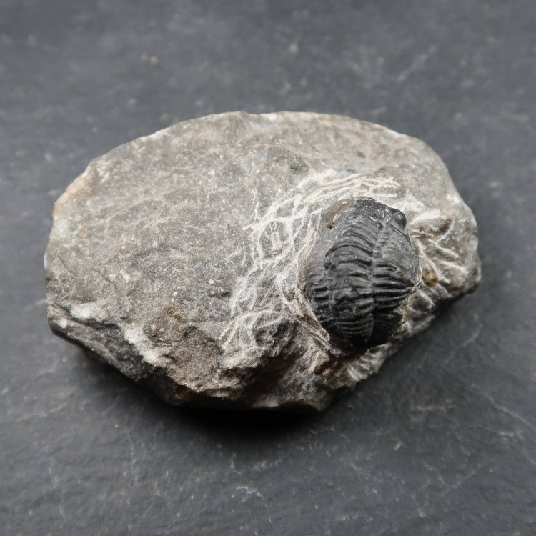 Phacops Trilobite From Morocco (2)
