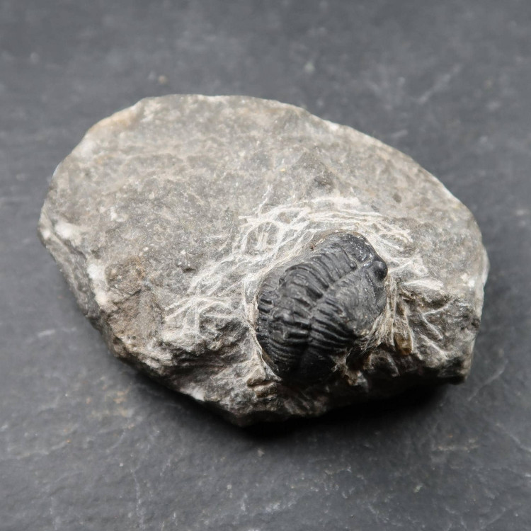 Phacops Trilobite From Morocco (3)