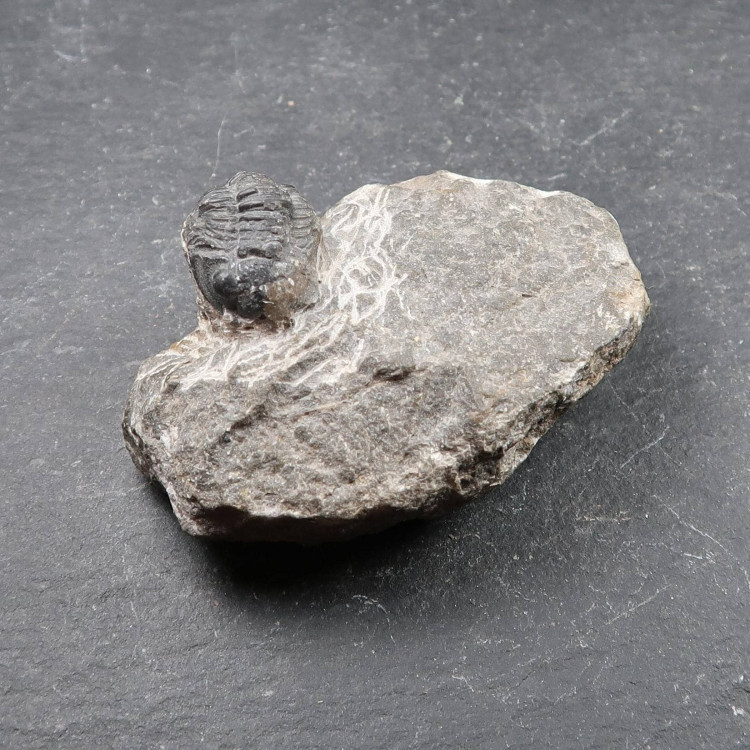 Phacops Trilobite From Morocco (4)