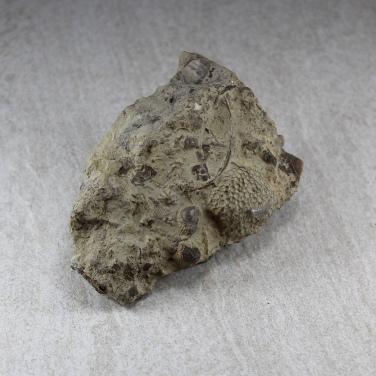 Silurian-Wenlock Limestone from the Wrens Nest, Dudley, UK