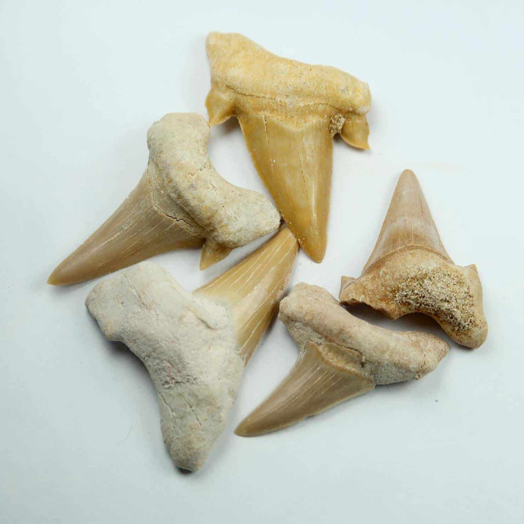 Fossilised Otodus sharks teeth