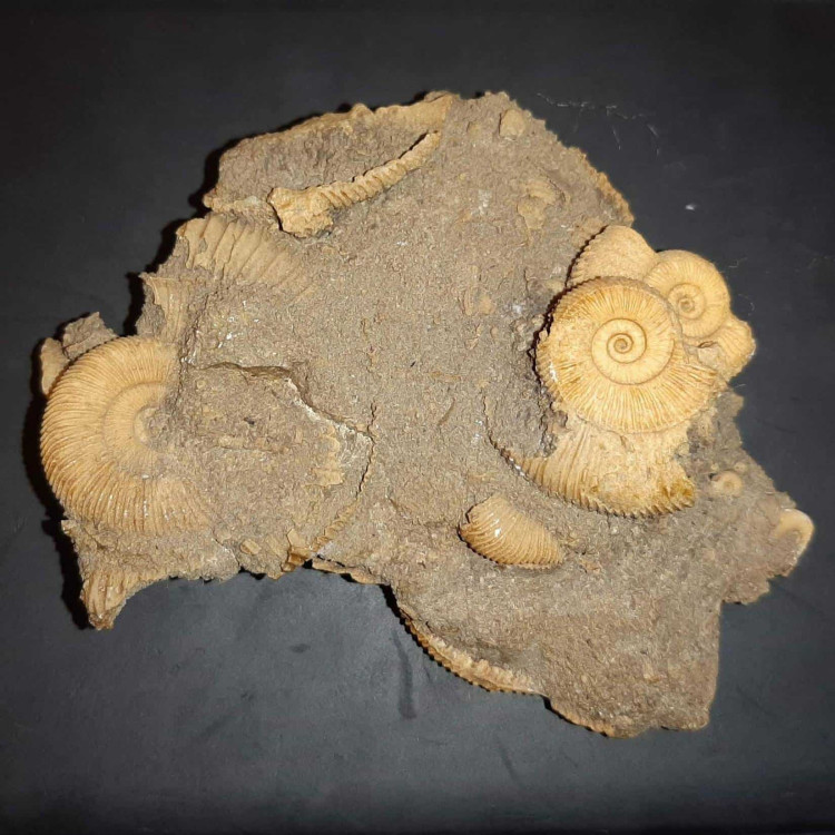 Dactylioceras Ammonites from Germany