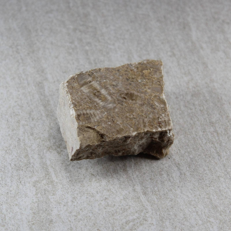Polished Crinoidal Limestone slices