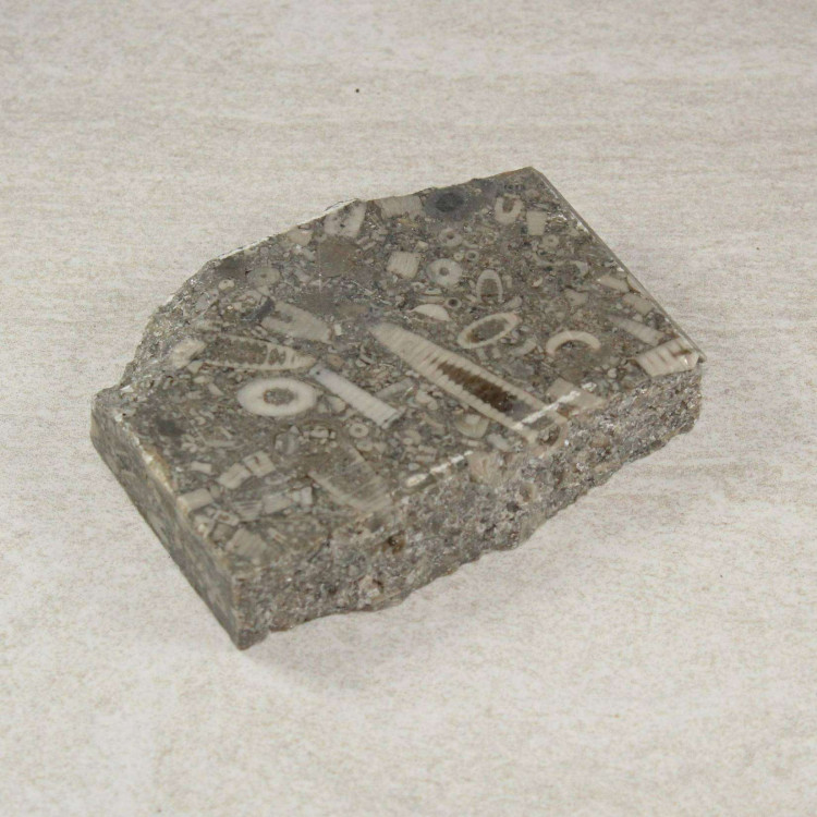 Polished Crinoidal Limestone slices