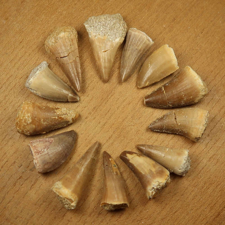fossilised mosasaur teeth from morocco 2