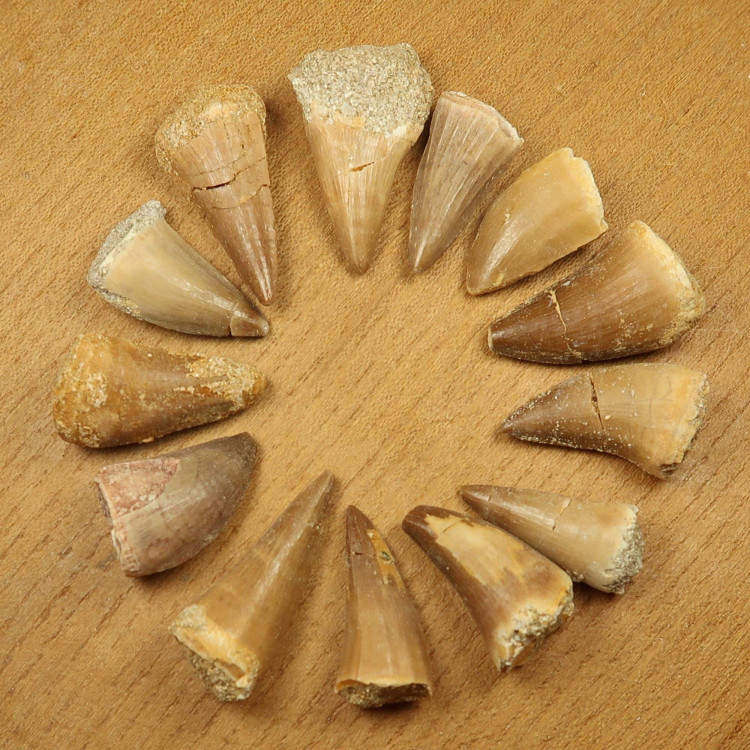 fossilised mosasaur teeth from morocco 3
