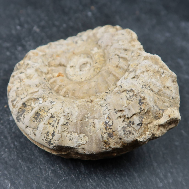 Hildoceras Ammonites From Somerset Uk (1)