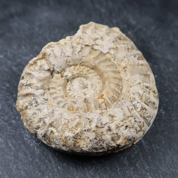 Hildoceras Ammonites From Somerset Uk (2)