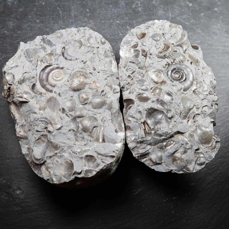 Ammonite Deathbed From The Uk (3)
