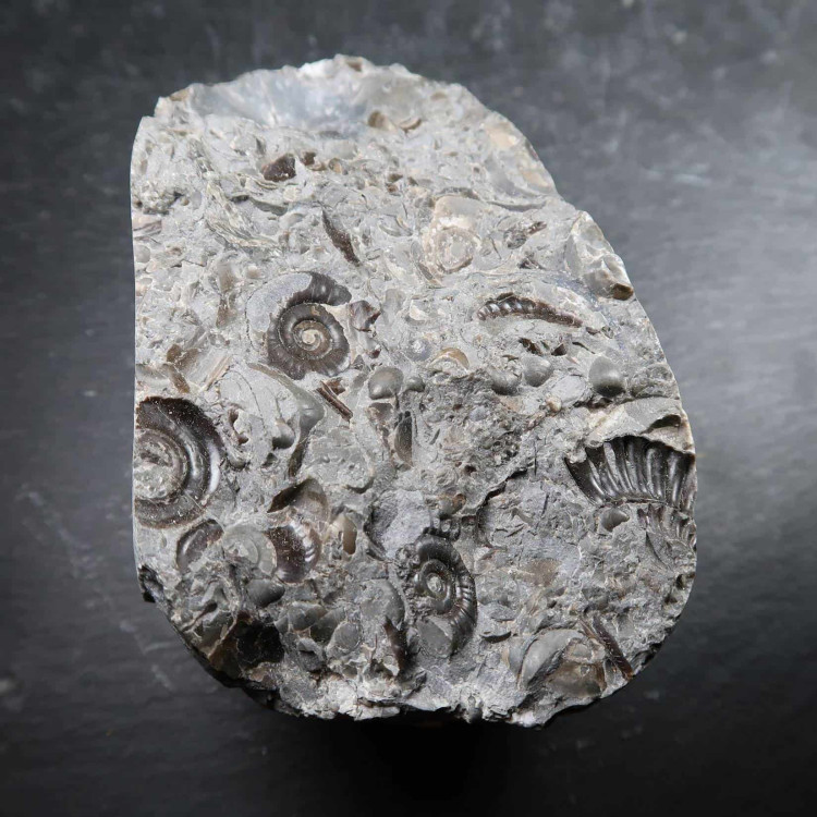 Ammonite Deathbed From The Uk (7)