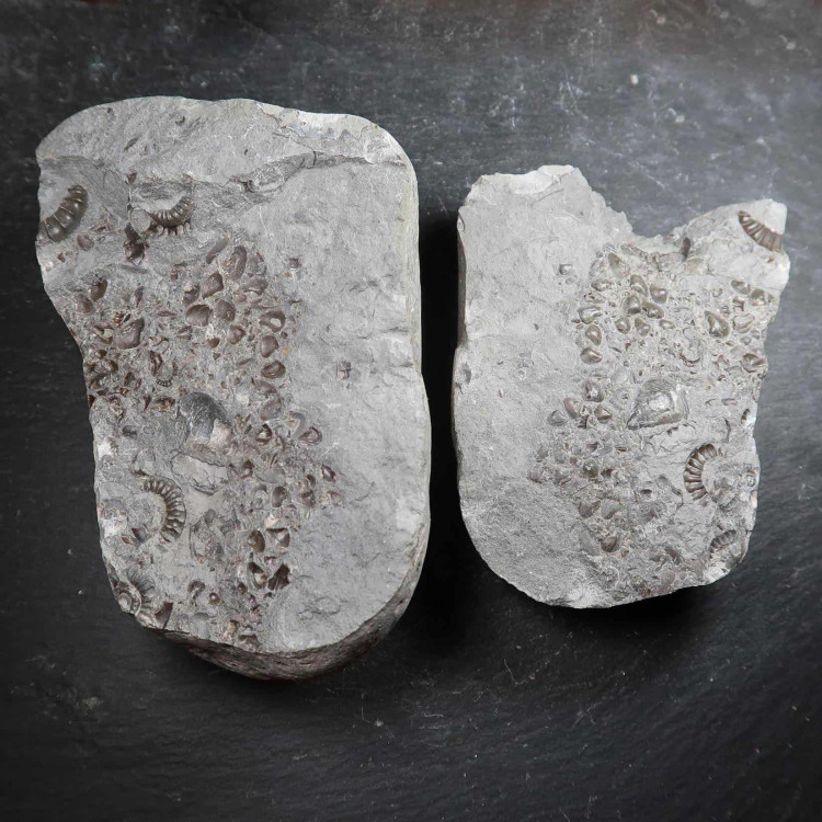 Fossilised Ammonite Deathbed Block from the UK