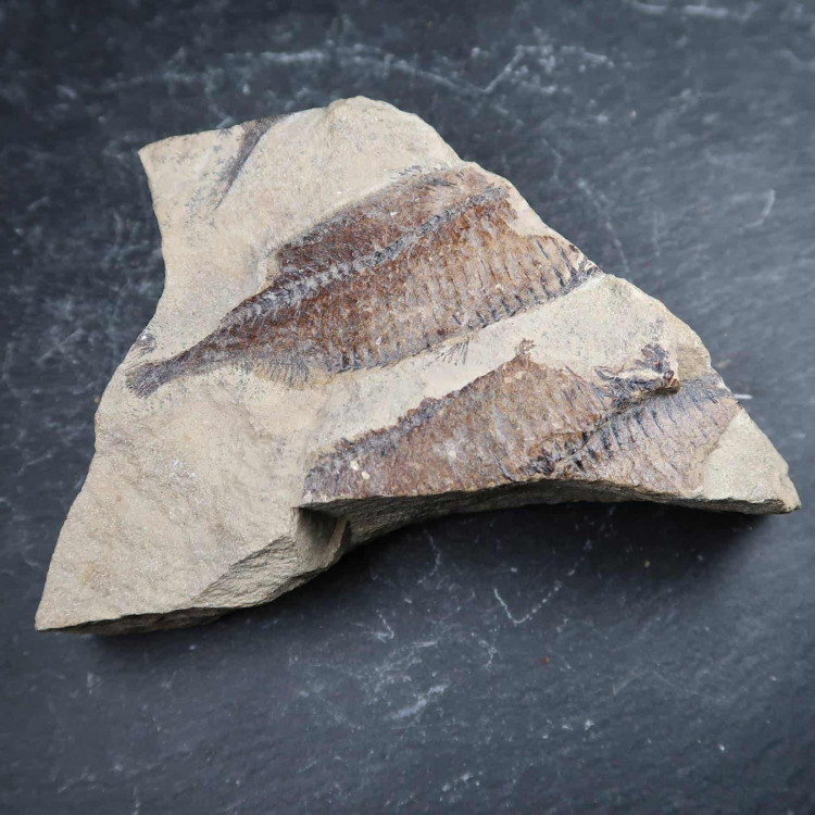 Unidentified Fossilised Fish (2)