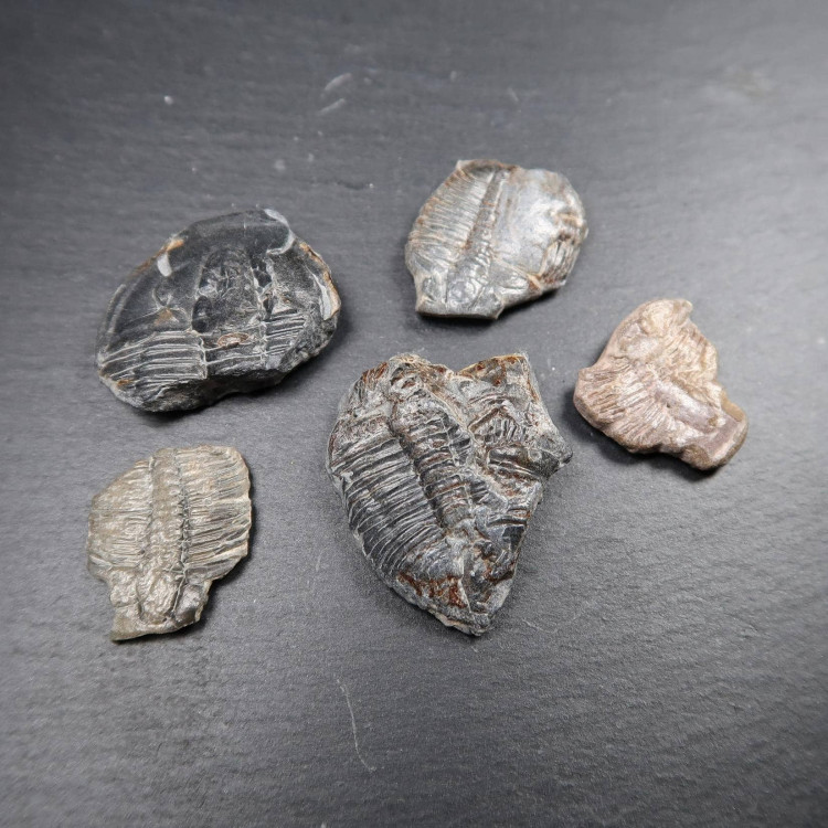 Fossil Trilobite Phacops Rana