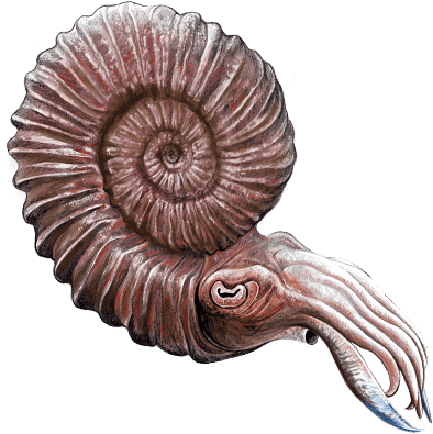 German Pleuroceras Ammonites - Buy Pleuroceras Ammonite UK