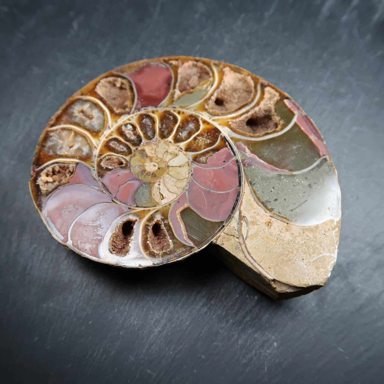 Cut And Polished Ammonite Pairs (1)