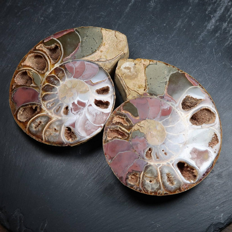 Cut And Polished Ammonite Pairs (3)
