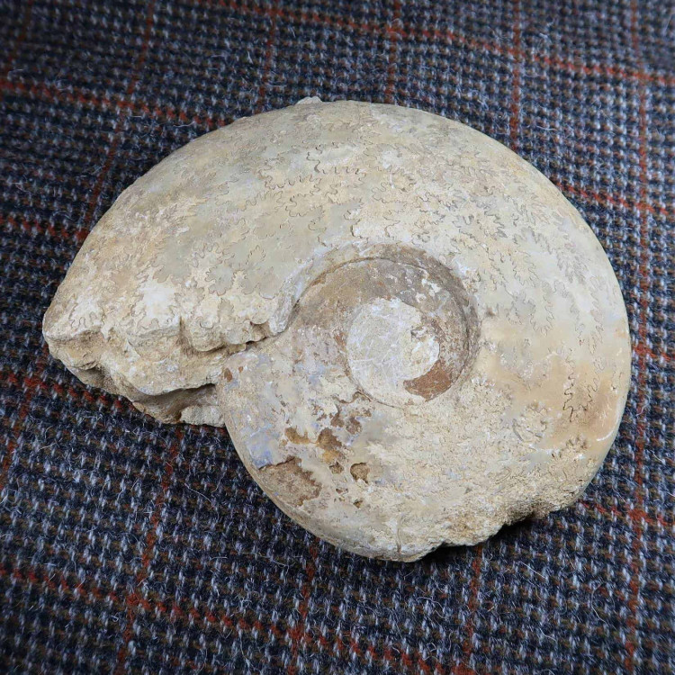 Ludwigia Ammonites From Dorset (1)