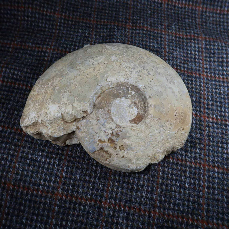 Ludwigia Ammonites From Dorset (3)