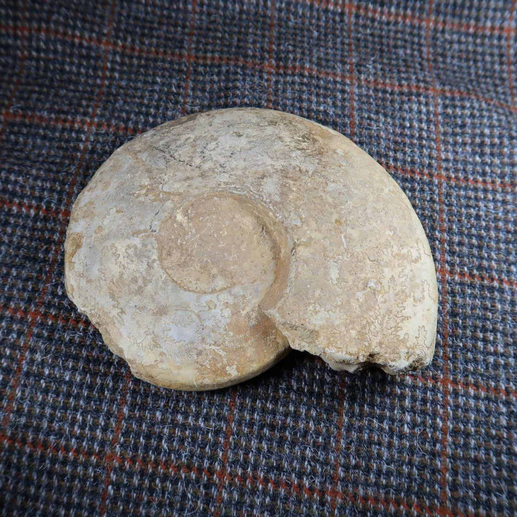 Ludwigia Ammonites From Dorset (4)