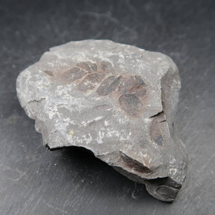 Neuropteris Fern Fossils From Wigan (1)