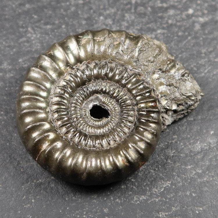 pyritic ammonites from charmouth a8 3
