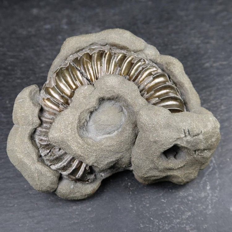 pyritic ammonites from charmouth a9 4