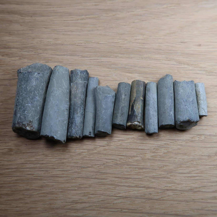 Belemnites From Lyme Regis And Charmouth (7)