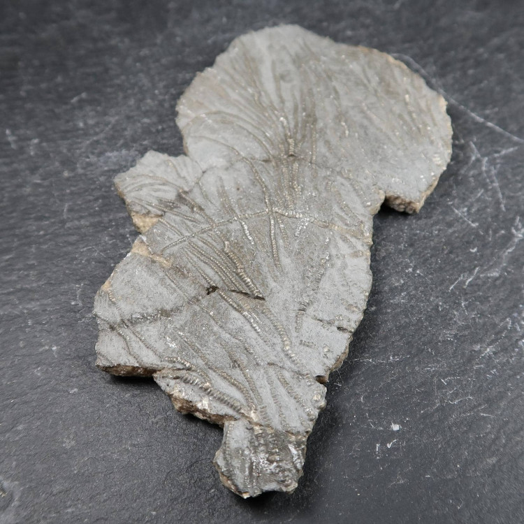 Crinoid Fossils From Charmouth 3