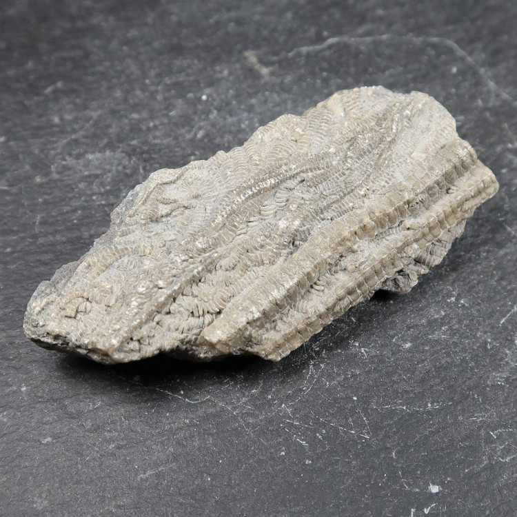 Crinoid Fossils From Charmouth 5