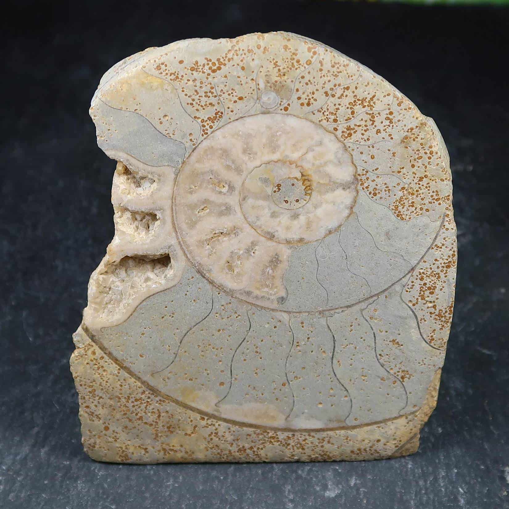 Ammonite With Gastropod Inclusion (2)