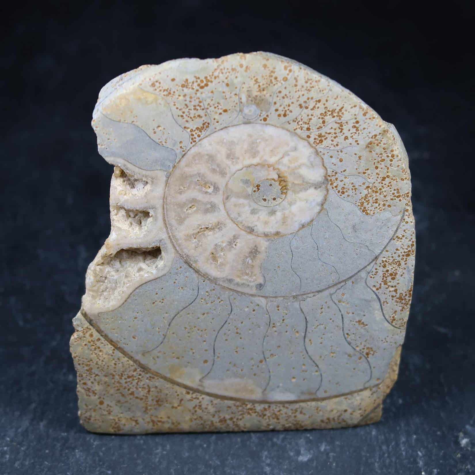 Ammonite With Gastropod Inclusion (3)