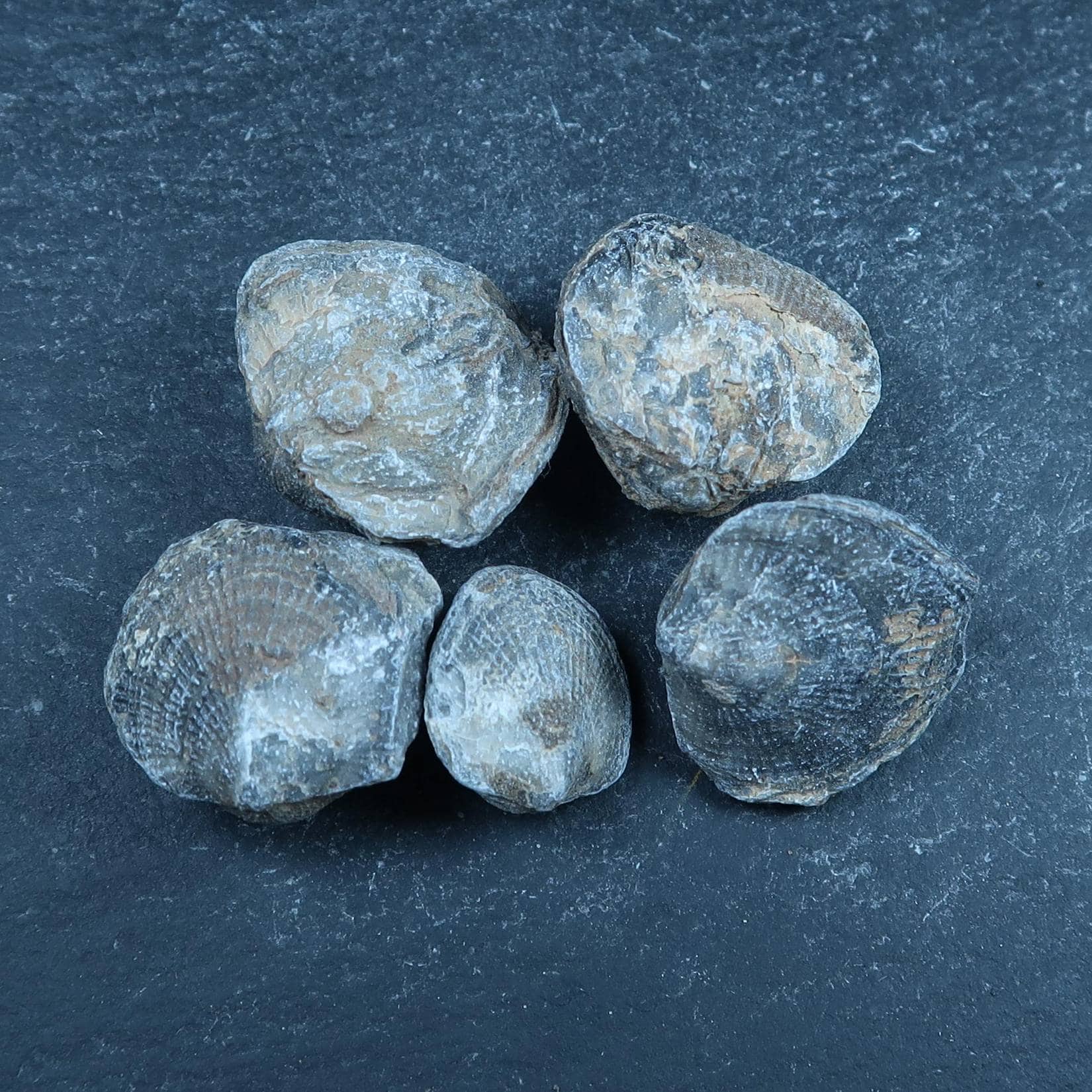 Atrypa brachiopod fossils | Buy UK fossil specimens