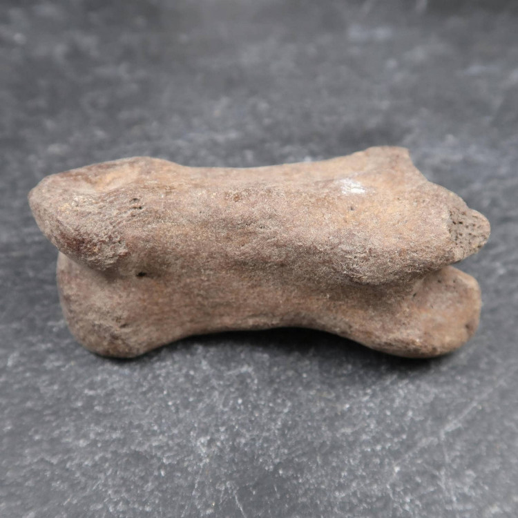 Auroch Ankle Bones From Holland (3)