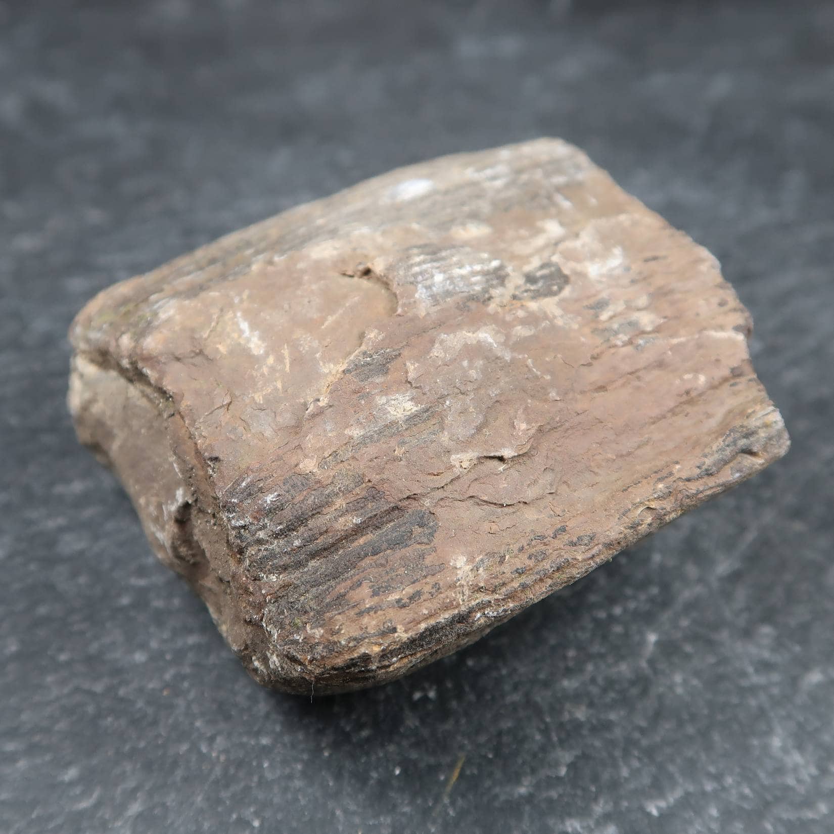 Calamites plant fossils Buy UK Calamites Fossils Online