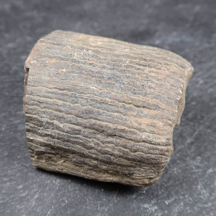 Calamites Fossils From Lancashire (4)