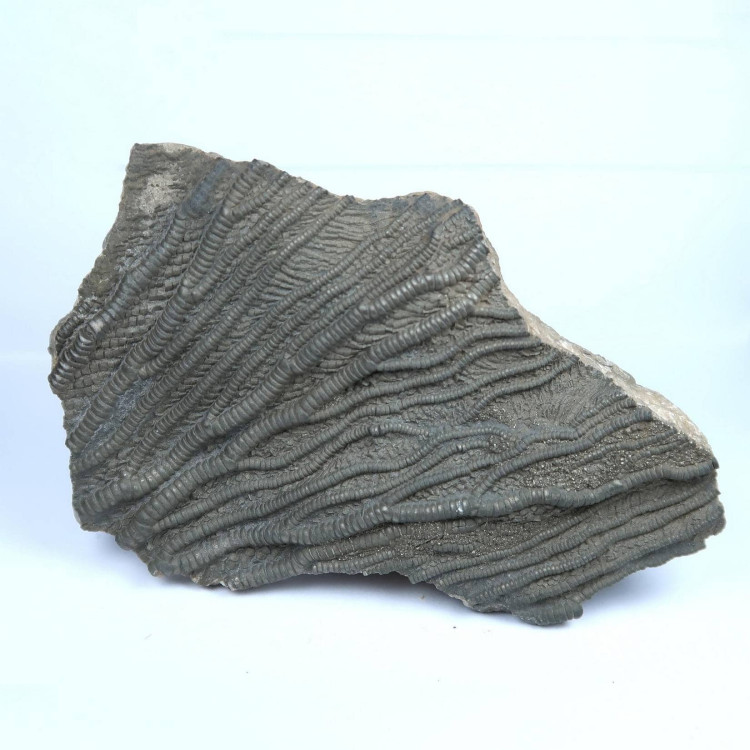 crinoid fossils from lyme regis 6 3