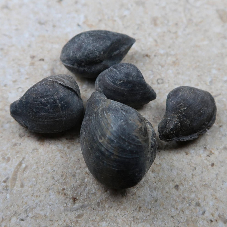 Dacryomya ovum bivalve fossils | Buy Fossil Shells UK